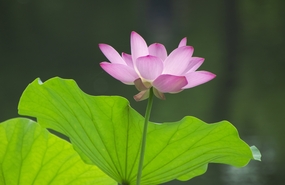 夏日粉色映日荷花盛开图片